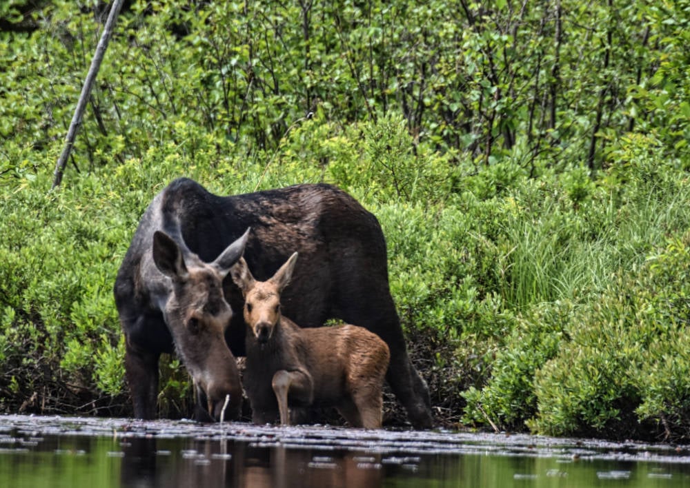 Moose with her calf