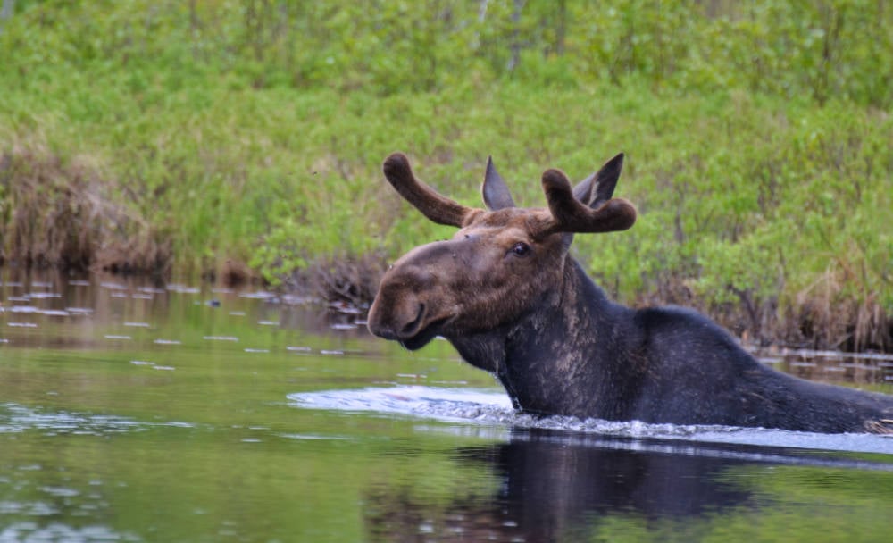 Out For a Swim