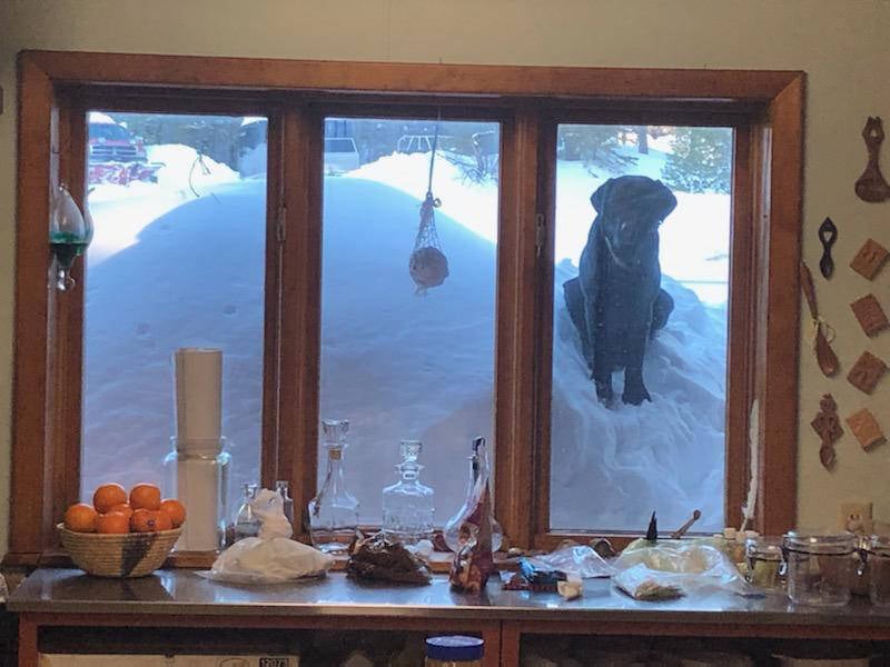 Dog Looking from Snow Into Window Dog Looking in from Snow Pile